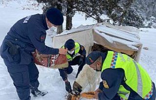 Zorlu hava şartlarında sokakta kalan hayvanlara...