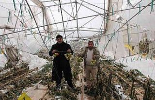 15 dönüm sera yerle bir oldu