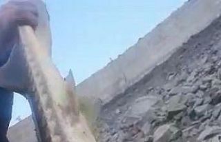 200 milyon yıldır var olan Mersin Balığı Gümüşhane’de...