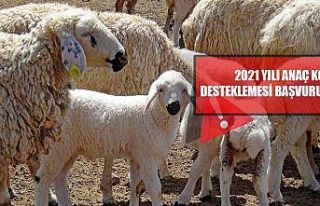 ’2021 yılı Anaç Koyun Keçi Desteklemesi’ başvuru...