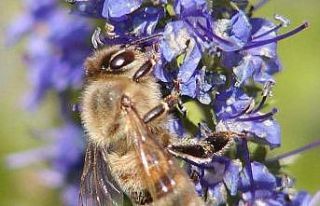 2022 yılı arı fiyatları belirlendi