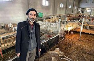 2 haftada 80 koyunu telef oldu