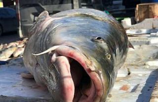 80 kiloluk dev balık tezgâhta alıcı buluyor