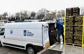 ABB, Mersinli limon üreticilerinden alınan limonları...