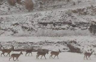 Aç kalan dağ keçileri yerleşim alanına indi
