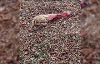 Aç kalan kurtlar yavru köpeği parçaladı