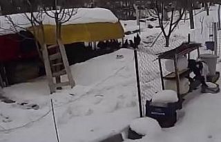 Aç kalan sokak köpekleri tavuklara saldırdı, o...