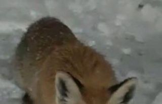 Aç kalan tilki karakolda karnını doyurdu