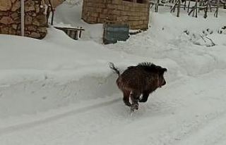 Aç kalan yaban domuzları ilçe merkezine indi