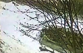 Aç kurt yavru köpeği böyle götürdü