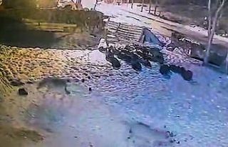 Aç kurtlar köye indi