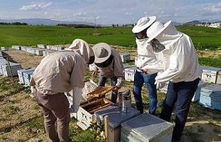Adana’daki arı ölümleri araştırılıyor