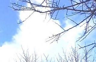 Ağaçta mahsur kalan talihsiz Kediyi itfaiye kurtardı