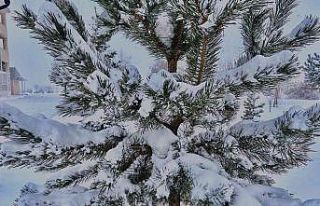 Ağrı’da kar yağışı etkili oldu