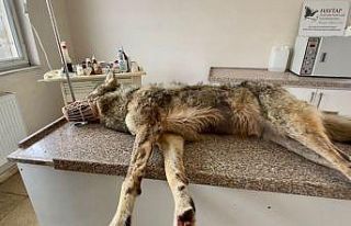 Ağrı’da kent merkezine inen kurt, belediye ekipleri...