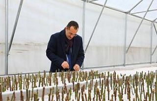 Akçaabat Belediyesi kendi seralarında üretime başladı