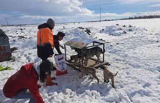 Akşehir’de sahipsiz sokak hayvanları beslenmeye...