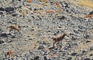 Aladağlar’da yaban keçisi sayısı 2 bin 362’ye...