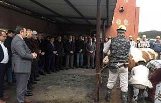 Amasra’da mekanize panoda üretime başlandı