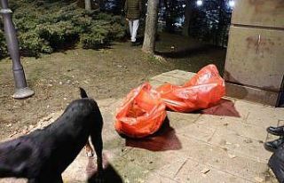 Ankara’da bir köpek zehirlenerek telef edildiği...