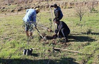 Antalya Büyükşehir Belediyesi’nden fidan desteği
