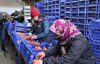 Antalya hallerinde işlem gören meyve Ocak ayında...