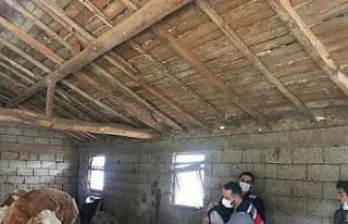 Antalya’da jandarmanın hayvanlarına kavuşturduğu...