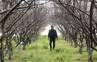 Antalya’da soğuk tufanda eriği vurdu, 5 bin TL’ye...