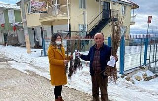 Antalyalı çiftçilere ceviz ve meyve ağacı fidanı...