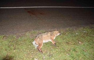 Aracın çarptığı tilki telef oldu