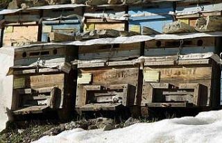 Arılar mevsimi şaşırdı