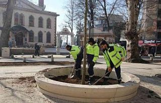 Asırlık çınarların yerine yenileri dikiliyor