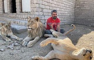 Aslan terbiyecisi Akbey, 3 aslanına yavrusu gibi...