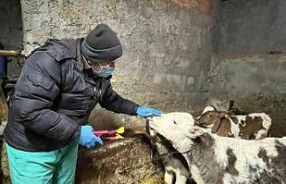 Aslanapa’da büyükbaş hayvanlarda küpeleme ve...