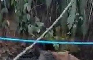 Av köpeklerinin domuzla mücadelesi kamerada