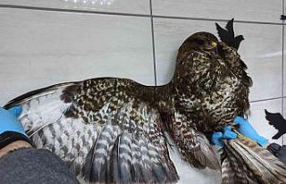 Av Koruma Ekibi yaralı halde buldu