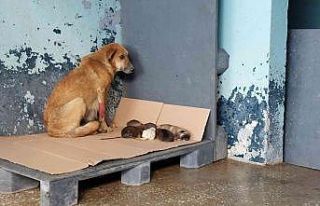 Avcılar’da zehirlenen hamile köpek 5 yavru dünyaya...