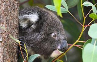 Avustralya koalaları nesli tükenmekte olan hayvanlar...