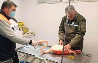 Ayağı kırılınca mahsur kalan flamingo için seferber...