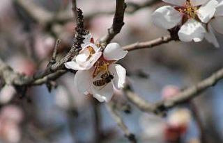 Aydın’da baharın müjdecisi bademler erken çiçek...
