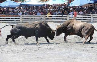 Aydın’da boğa güreşi takvimi belirlendi