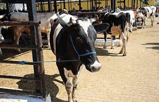 Aydın’da büyükbaş ve küçükbaş hayvan sayıları...