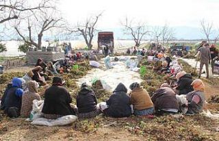 Aydın’da çilek fidelerinin gençleştirilmesi...