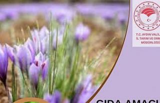 Aydın’da gıda amaçlı salep üretimi yapılabilecek
