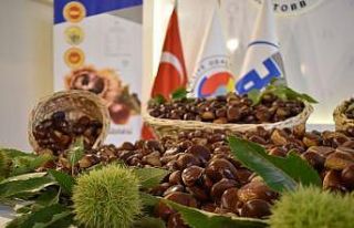 Aydın’da Kestane Çalıştayı için geri sayım...