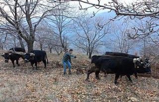 Aydın’da soğuklar bitti, tarım alanlarında çalışmalar...