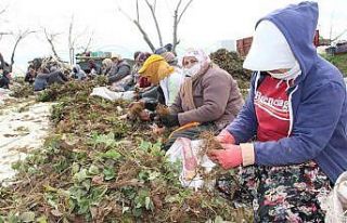 Aydın’da tarım işçileri ödeneği Türkiye ortalamasının...