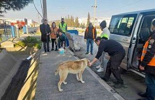 Bafra Belediyesi ve gönüllüler sokak hayvanlarını...
