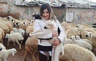 Baharın müjdecisi kuzu doğumları başladı