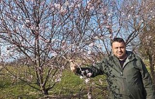 Balıkesir’de bademler çiçek açtı